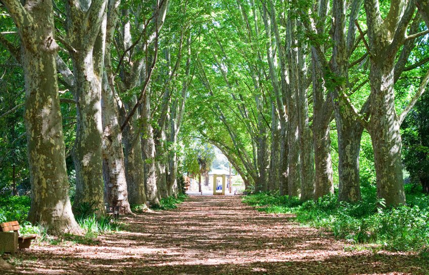 KZN National Botanical Garden (PMB), South Africa